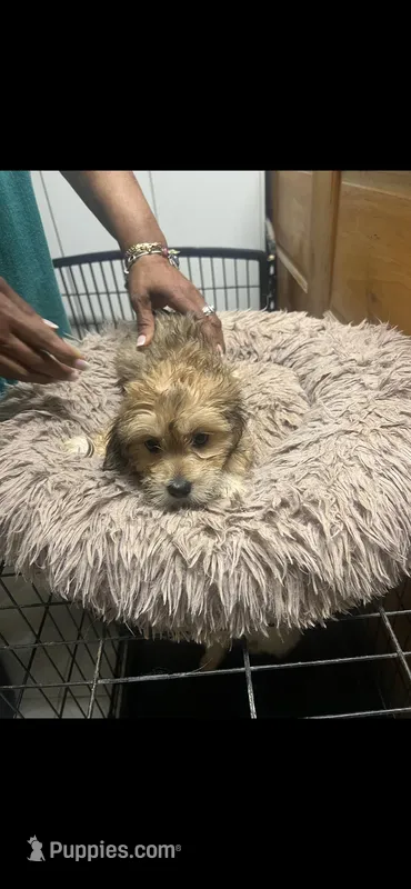 Shadow – Morkie puppy for sale in Saint Albans, NY