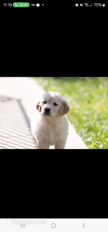 Lucky – Golden Retriever puppy for sale in Norco, CA