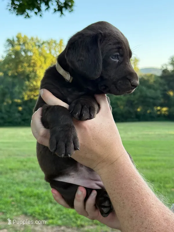 Tan – Labrador Retriever puppy for sale in Morrison, TN