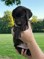 Tan, a female Labrador Retriever for sale in Morrison, TN – 2 of 5
