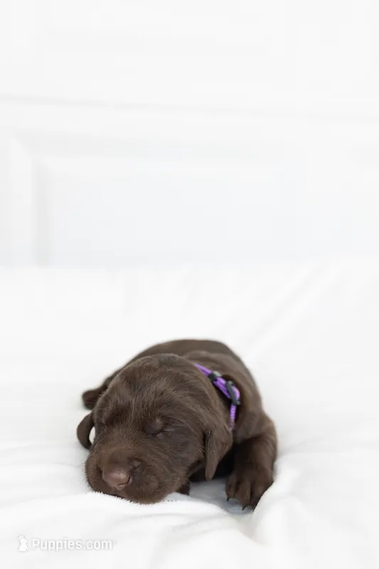 Purple – Labrador Retriever puppy for sale in Morrison, TN