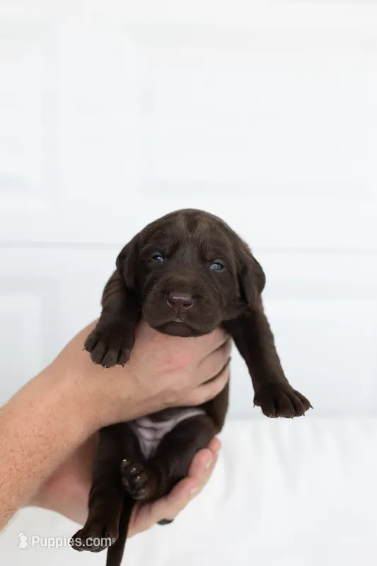 Green – Labrador Retriever puppy for sale in Morrison, TN