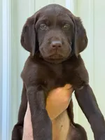 Green, a female Labrador Retriever for sale in Morrison, TN – 1 of 5