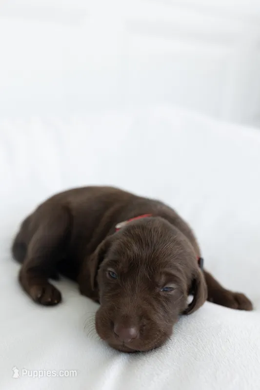 Red – Labrador Retriever puppy for sale in Morrison, TN