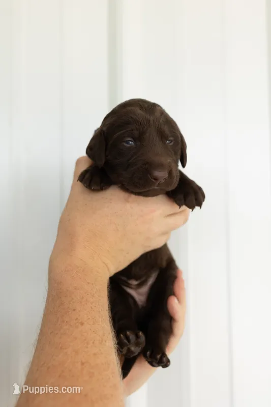 Yellow – Labrador Retriever puppy for sale in Morrison, TN