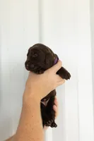 Purple, a female Labrador Retriever for sale in Morrison, TN – 4 of 4