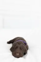 Purple, a female Labrador Retriever for sale in Morrison, TN – 2 of 4