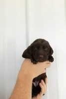Tan, a female Labrador Retriever for sale in Morrison, TN – 4 of 4