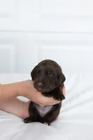 Pink, a female Labrador Retriever for sale in Morrison, TN – 3 of 4