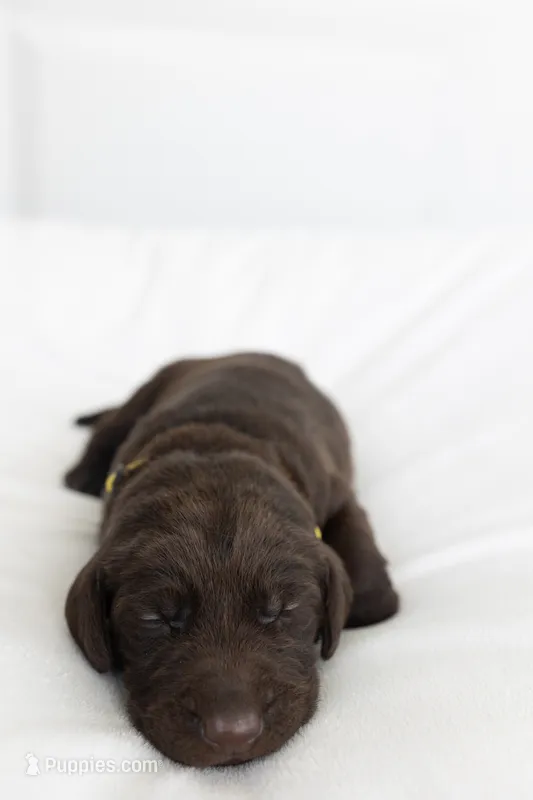 Tan – Labrador Retriever puppy for sale in Morrison, TN