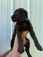 Green, a female Labrador Retriever for sale in Morrison, TN – 2 of 5