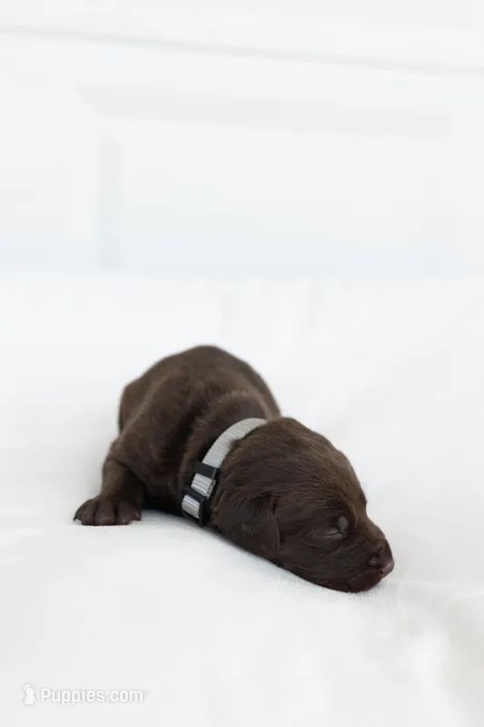 Grey – Labrador Retriever puppy for sale in Morrison, TN