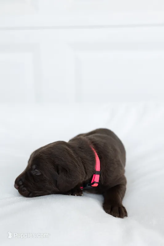 Pink – Labrador Retriever puppy for sale in Morrison, TN