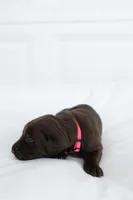 Pink, a female Labrador Retriever for sale in Morrison, TN – 1 of 4