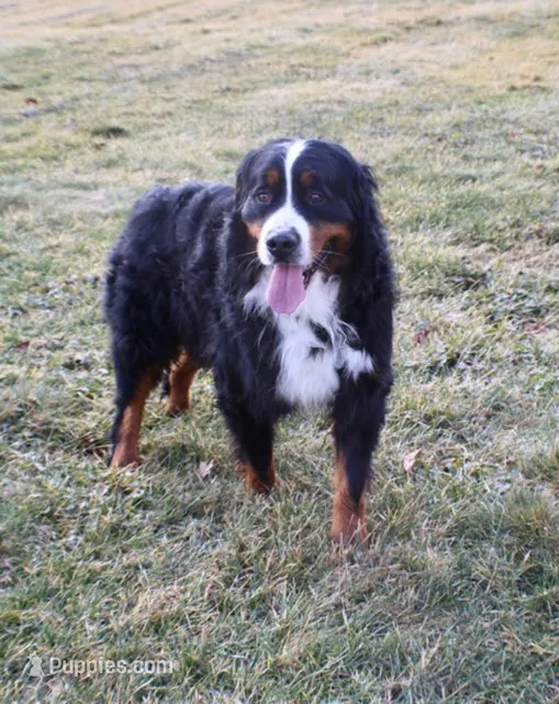 Ruby – Bernese Mountain Dog puppy for sale in Loudonville, OH