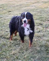 Ruby, a female Bernese Mountain Dog for sale in Loudonville, OH – 1 of 1