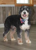 processed/7973d3b3-ba40-454f-ac84-0d79c3807f5a/listing/1dca5140-090c-42b5-a29c-fe89d7c8b876/4f7bd65c-56c4-475c-9da0-d6b3e154fee5