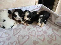 processed/7973d3b3-ba40-454f-ac84-0d79c3807f5a/listing/1dca5140-090c-42b5-a29c-fe89d7c8b876/80f37656-3c0a-429a-a1f3-96eb85108ed1