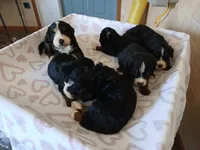 processed/7973d3b3-ba40-454f-ac84-0d79c3807f5a/listing/1dca5140-090c-42b5-a29c-fe89d7c8b876/c30d634e-d128-4962-8f4c-4f80b5b68f69