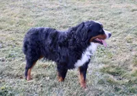 Ruby, a female Bernese Mountain Dog for sale in Loudonville, OH – 2 of 3
