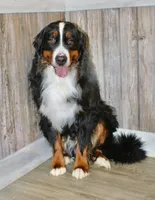 Ruby, a female Bernese Mountain Dog for sale in Loudonville, OH – 3 of 3