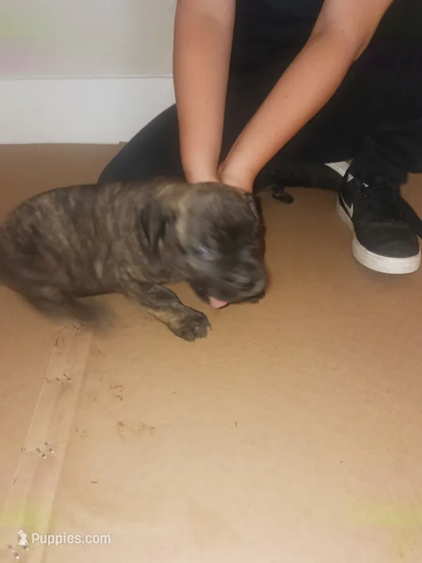 SARGE – Cane Corso puppy for sale in Neosho, MO