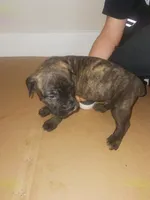 SARGE, a male Cane Corso for sale in Neosho, MO – 3 of 5