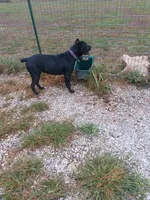 Boz, a male Cane Corso for sale in Neosho, MO – 4 of 4