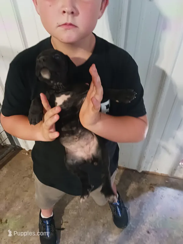 Bella – Cane Corso puppy for sale in Neosho, MO