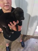Bella, a female Cane Corso for sale in Neosho, MO – 2 of 2