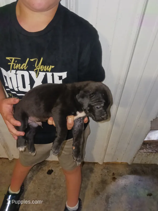 Banner – Cane Corso puppy for sale in Neosho, MO