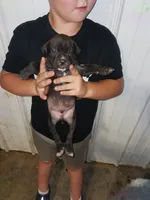 Bear, a male Cane Corso for sale in Neosho, MO – 2 of 2