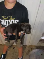 Boz, a male Cane Corso for sale in Neosho, MO – 2 of 4