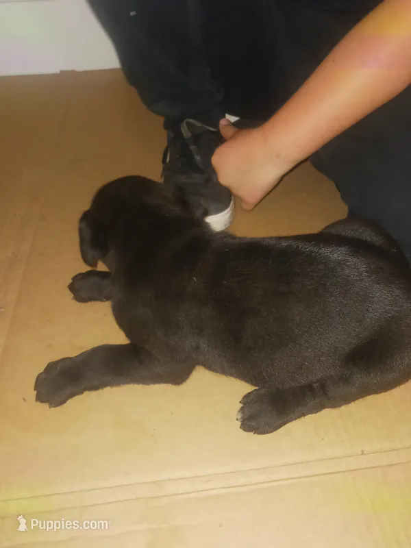 Conan – Cane Corso puppy for sale in Neosho, MO