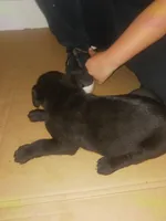 Conan, a male Cane Corso for sale in Neosho, MO – 1 of 5