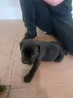 Conan, a male Cane Corso for sale in Neosho, MO – 2 of 5