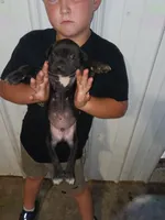 Banner, a male Cane Corso for sale in Neosho, MO – 2 of 2