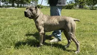 SARGE, a male Cane Corso for sale in Neosho, MO – 4 of 5