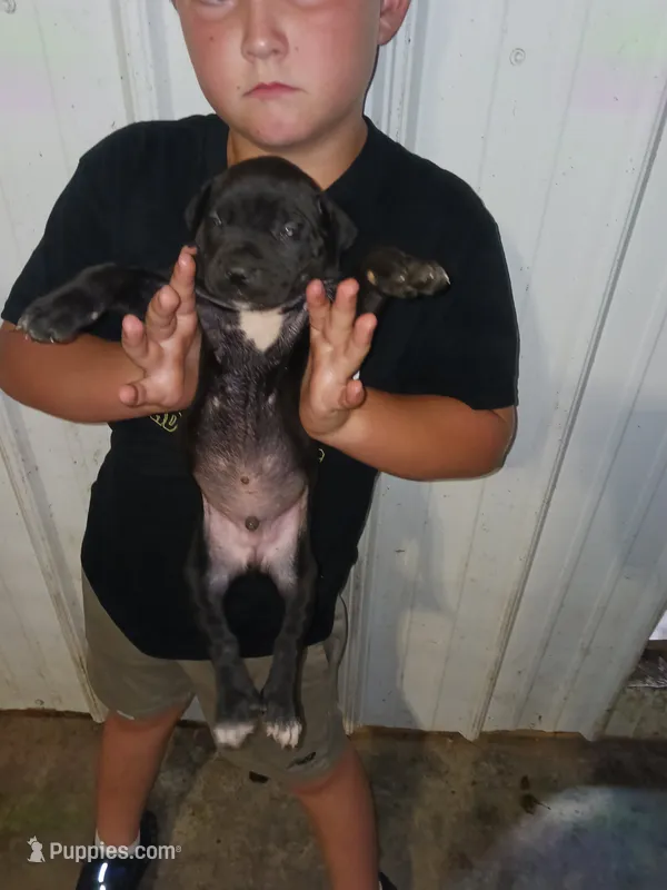 Boz – Cane Corso puppy for sale in Neosho, MO