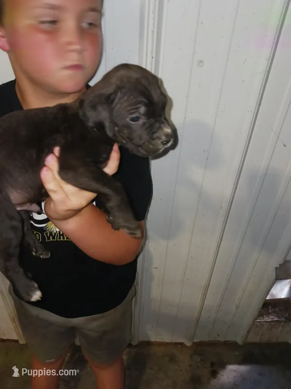 Bear – Cane Corso puppy for sale in Neosho, MO
