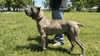 Boz, a male Cane Corso for sale in Neosho, MO – 3 of 4