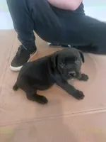 Conan, a male Cane Corso for sale in Neosho, MO – 3 of 5