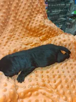 AKC BLACK MALE WHITE MEDALLIAN ON CHEST, a male Labrador Retriever for sale in Grand River, IA – Photo 3 of 10