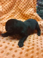 AKC BLACK MALE WHITE MEDALLIAN ON CHEST, a male Labrador Retriever for sale in Grand River, IA – Photo 2 of 10