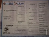 AKC BLACK MALE WHITE MEDALLIAN ON CHEST, a male Labrador Retriever for sale in Grand River, IA – Photo 10 of 10