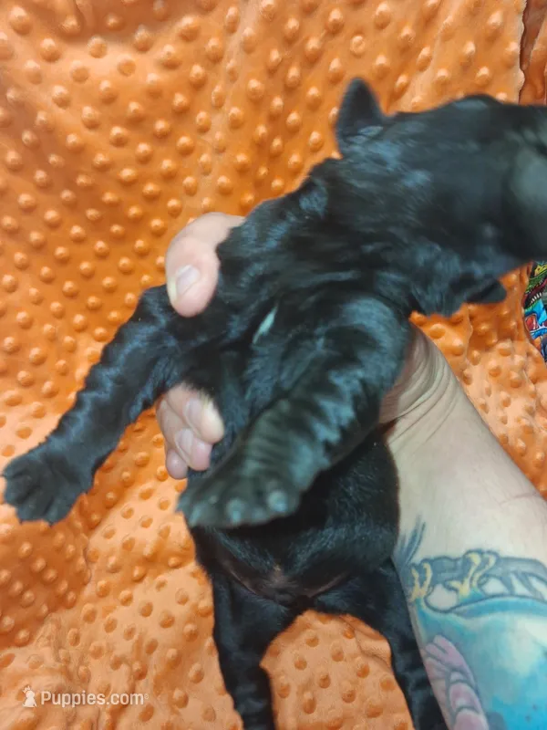 AKC BLACK MALE WHITE MEDALLIAN ON CHEST – Labrador Retriever puppy for sale in Grand River, IA