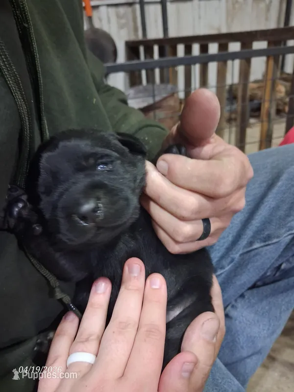 AKC BLACK MALE WHITE MEDALLIAN ON CHEST – Labrador Retriever puppy for sale in Grand River, IA