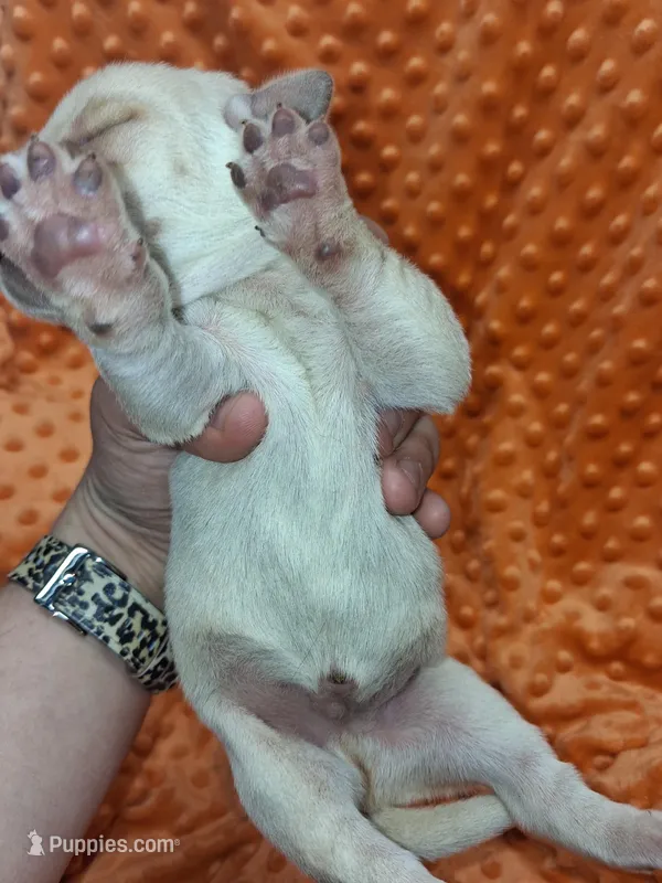 AKC YELLOW MALE  – Labrador Retriever puppy for sale in Grand River, IA