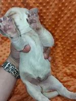 AKC YELLOW MALE , a male Labrador Retriever for sale in Grand River, IA – Photo 1 of 9