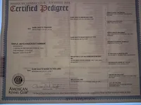 AKC YELLOW MALE , a male Labrador Retriever for sale in Grand River, IA – Photo 6 of 9